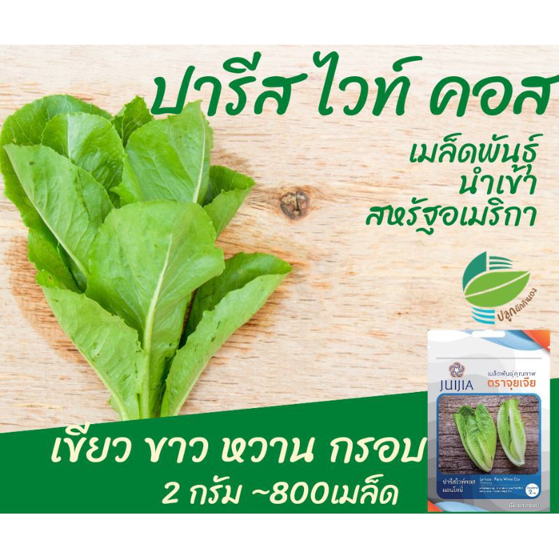 คอส ~800 เมล็ด (Paris White Cos)​ #ผักสลัด #cos #เมล็ด​พันธุ์ #สลัด​
