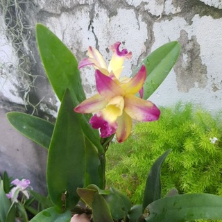 กล้วยไม้แคทลียา ลูกผสม ดอกเหลืองเล็ก Cattleya hybrid