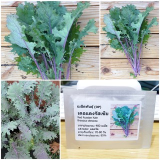 เมล็ดพันธุ์ เคลแดงรัสเซีย (Red Russian Kale Seed) บรรจุ 400 เมล็ด คุณภาพดี ราคาถูก ของแท้ 100%