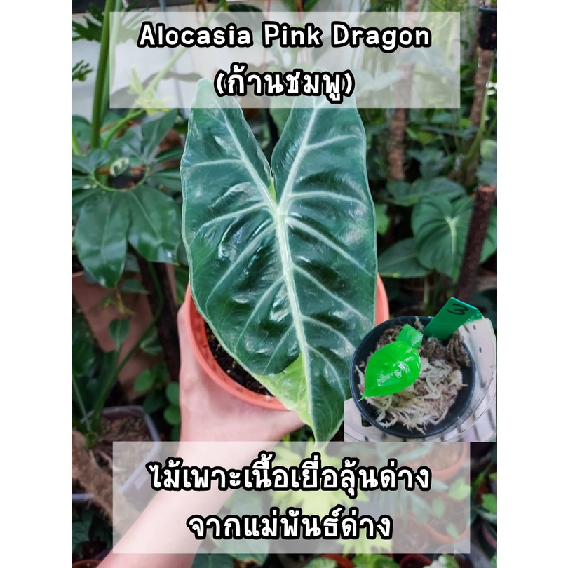 Alocasia Pink Dragon (ไม้เขียวลุ้นด่าง) ไม้เพาะเนื้อเยื่อจากแม่พันธ์ด่าง อนุบาลแล้ว