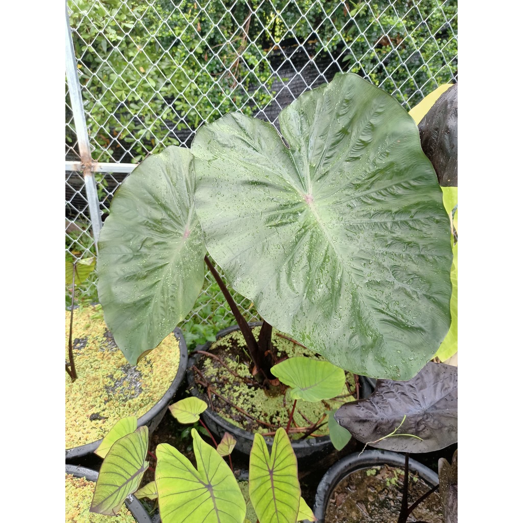 Colocasia hilo bay l โคโลคาเซีย ไฮโลเบย์