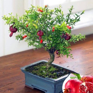 20 เมล็ด เมล็ดทับทิม (Pomegranate) สายพันธุ์ บอนไซ  Pomegranate seeds