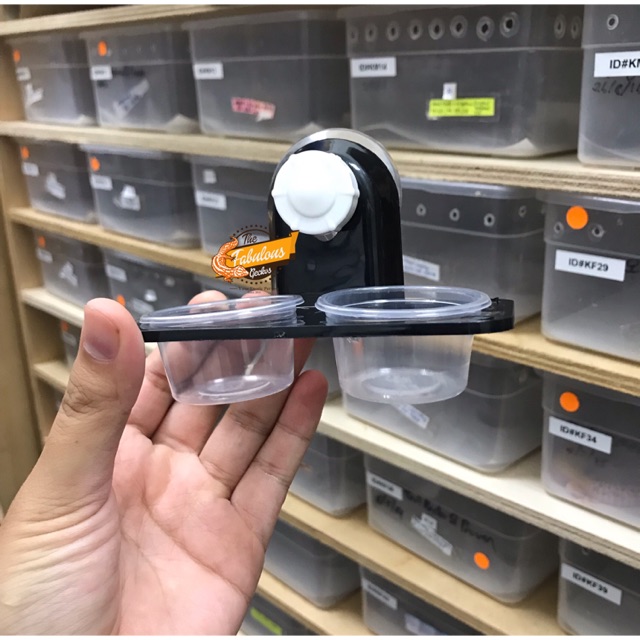 Crested Gecko Feeding Ledge Reptile Food ปังเอ