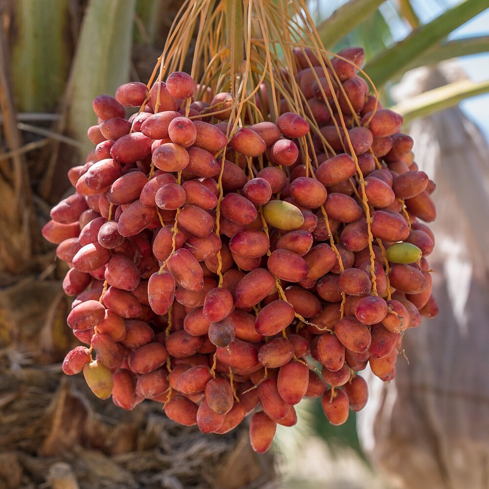 อินทผาลัม อินทผลัม AJWAH AJWA อัจวะห์ 10 เมล็ด