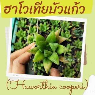 ฮาโวเทีย บัวแก้ว Haworthia cooperi ส่งในกระถาง 2 นิ้ว