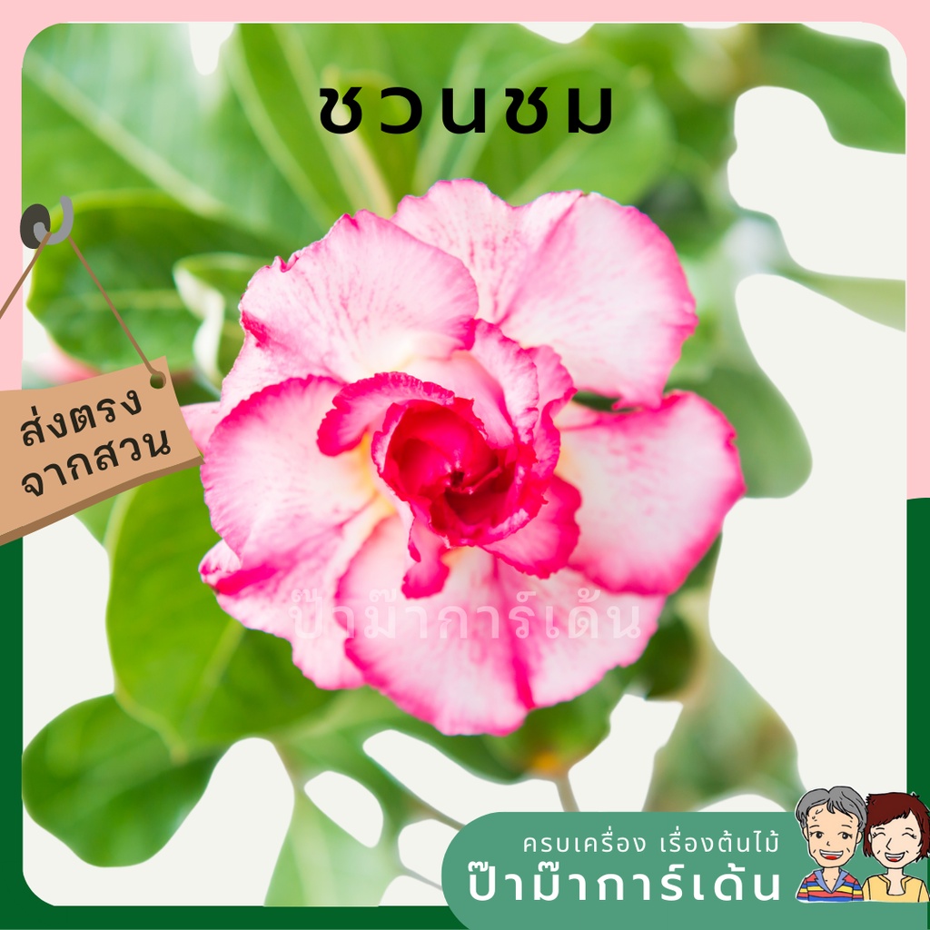 มุมมอง 3