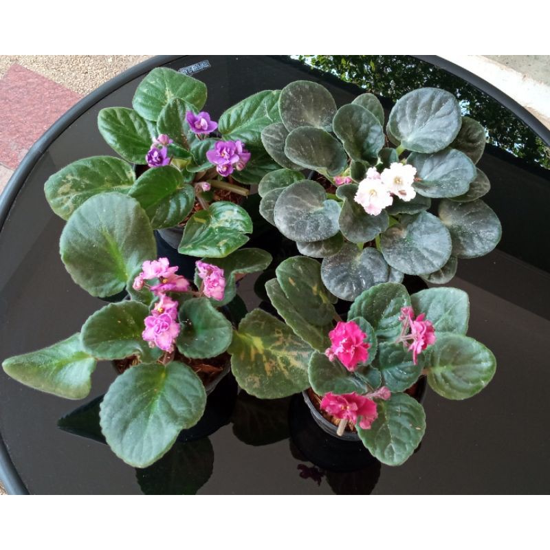 ** แอฟริกันไวโอเล็ต (African Violet) กระถาง 4"