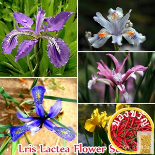 [งอกเร็ว] สิงคโปร์พร้อมสต็อก50ชิ้น Iris Lactea เมล็ดบอนไซเมล็ดสำหรับปลูกพืชขายเมล็ดพันธุ์พืช DYOB