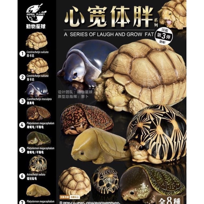Animal Planet Tortoise Figurine Grow fat series โมเดลเต่าตัวเล็ก [เรซิน]