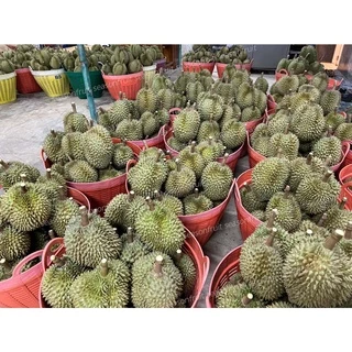 ทุเรียนจันทบุรีเนื้อพรีเมียม ยอดขายเยอะที่สุดทุเรียนหมอนทอง คัดเนื้อเทพไม่เน้นทรง เนื้อเหลือง เนื้อตลาดที่คนไทยกิน