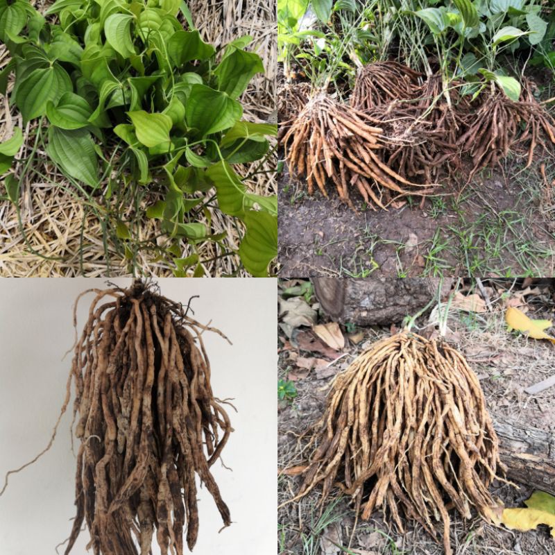 หนอนตายหยาก​สด​ กิโลกรัมละ169บาท