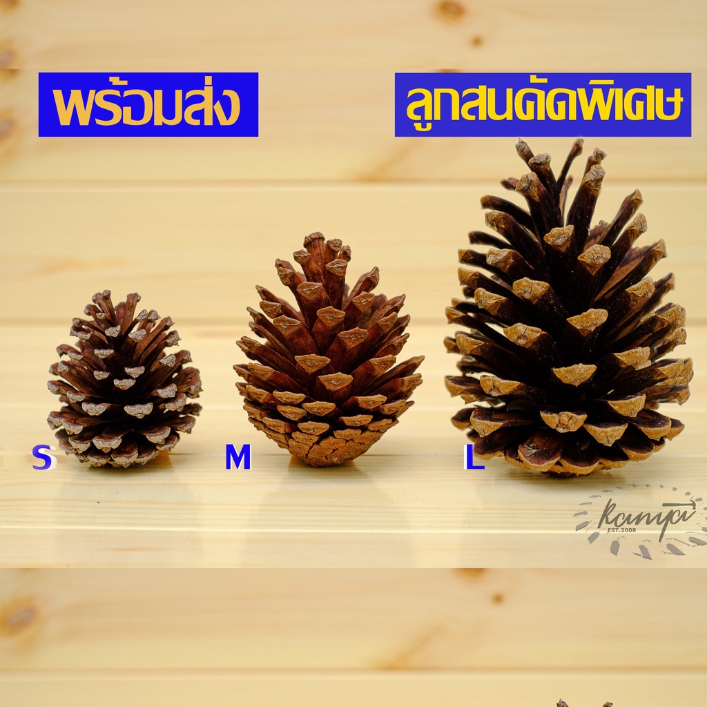 ลูกสนคัดพิเศษลูกละ5-15บาทพร๊อบถ่ายรูปลูกสนแห้งไซส์เล็กกลางใหญ่S M L ลูกสนสวยๆ Pine cone ลูกสนฟันแทะ