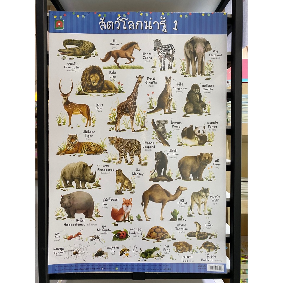 Aksara for kids โปสเตอร์ หุ้มพลาสติก สัตว์ ผัก ผลไม้ ก.ไก่ ABC สี ตัวเลข ฯลฯ คละ - รูปที่ 5