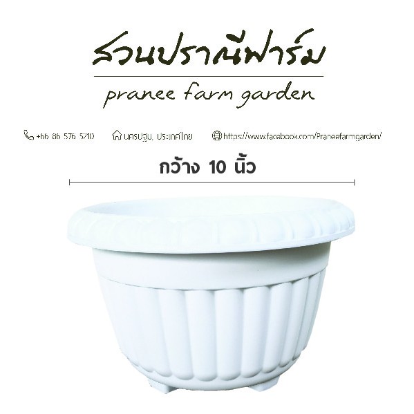 กระถางอ่างสีขาว ทรงโรมันขนาด 10 นิ้ว