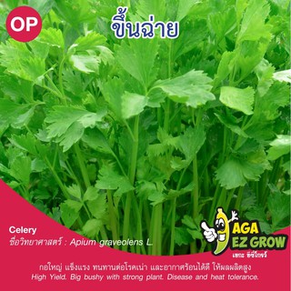 เมล็ดพันธุ์ ขึ้นฉ่าย บรรจุ 2 กรัม [โปรโมชั่น ซื้อ10ซอง แถมฟรี 1ซอง]