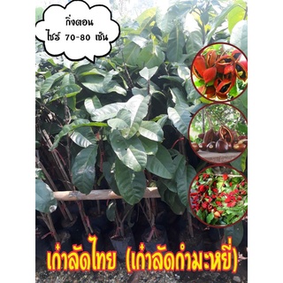 🌿ต้นพันธุ์เก๋าลัดไทย🌿