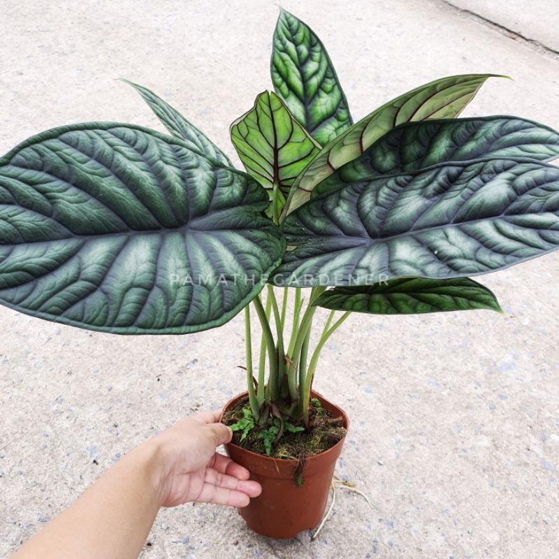 อโลคาเซีย ดราก้อนเสกล Alocasia Dragon Scale