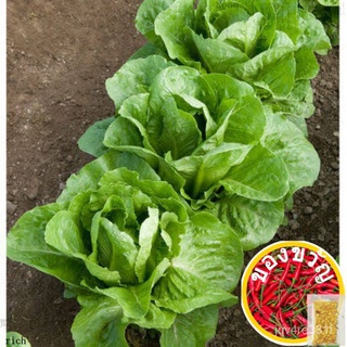 LETTUCE LEAFY GREEN. ( SEEDS)50 seeds (not live plants)RoseMixedWhiteGrassSunflowerRubyKaleCabbageesculentumCosmos FDBV