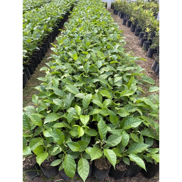 ต้นชมพูพันธุ์ทิพย์ สูง80-100ซม.(ได้ชื่อว่าต้นซากุระเมืองไทย🌸) - รูปที่ 6