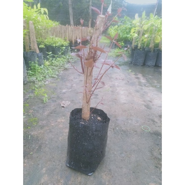 ต้นผักคะเม็คหรือพักเสม็ดยอดแดงแบบขุดลำต้นมาปักชำ