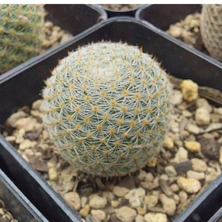 แมมนกฮูก Mammillaria Perbella