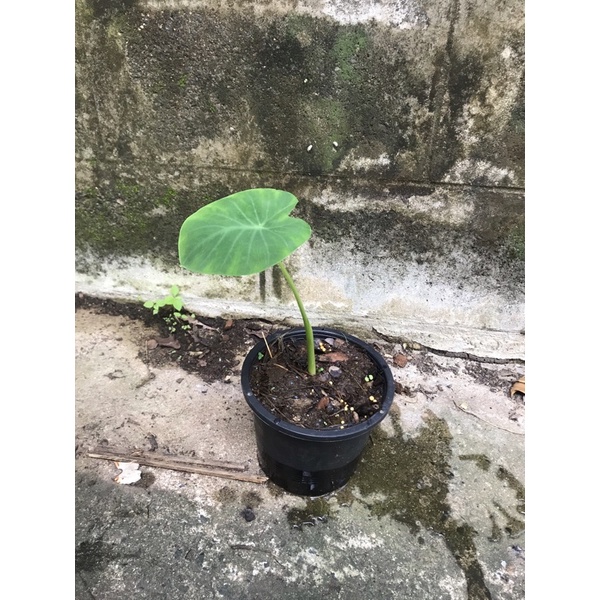 Colocasia "Nancy" บอน แนนซี่