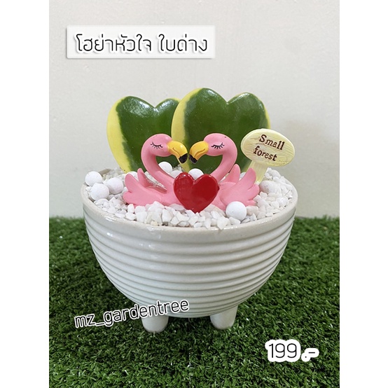 [[ต้นไม้จริง]] โฮย่าหัวใจหรือหัวใจทศกัณฐ์ ใบด่าง ต้นไม้ฟอกอากาศ เลี้ยงง่าย ความหมายดี **ต้นไม้คัดฟอร์มสวยทุกต้น**