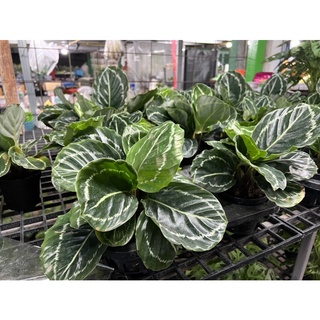 Calathea Roseopicta Green หลังใบเขียว