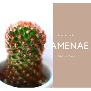 Mammillaria camenae แมมคามีเน่หนามแดง