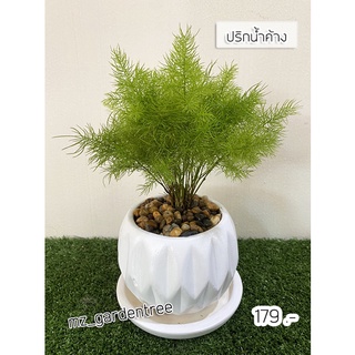 [ต้นไม้จริง]🍀🍀ไม้มงคล ปริกน้ำค้าง🍀🍀**ต้นไม้คัดฟอร์มสวยทุกต้น**