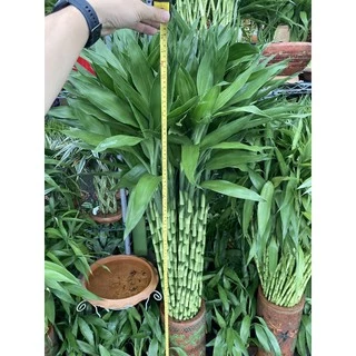 ไผ่กวนอิม ต้นตรงสูง150cm ตัดส่งได้เพียง1เมตร(หากต้องการ1.5เมตรให้มาซื้อหน้าร้าน)