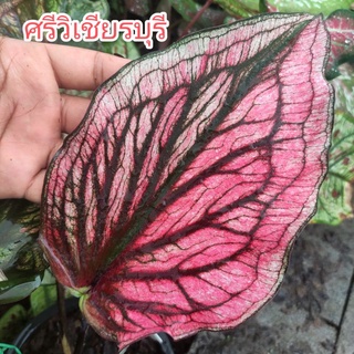 บอนสี ศรีวิเชียรบุรี(เบบี้)