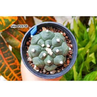 แอสโตรไฟตั้ม กิ๊กโกะ เต่า (Astrophytum asterias cv. kikko nudum) แคคตัส