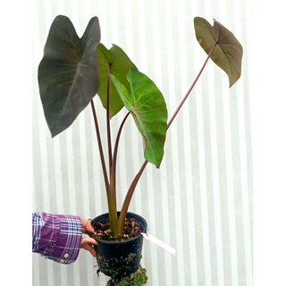 คุ้มมากๆ เคลียโรงเรือน โคโลคาเซียเมจิกกลาย3-4ใบ  ใบลายสวย สูง40cm. Colocasia esculenta Blackmagic