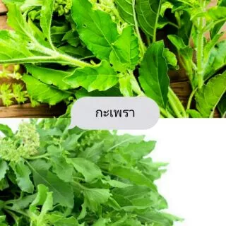 🌱เมล็ดกะเพรา 500 เมล็ด 🌱 ซื้อ 10 แถม 2 คละได้ 💥 เลือกของแถมได้ คิดถึงเมล็ดผัก คิดถึง skinsun