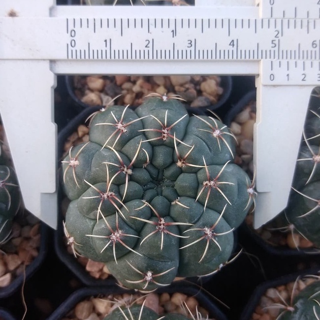 บัลเดียนัม Gymno Baldianum ขนาด 3-5ซม. ไม้เมล็ด ต้นกระบองเพชร ต้นแคคตัส (กรุณาอ่านรายละเอียดก่อนทำการสั่งซื้อครับ)