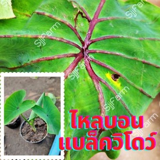 ต้นไหลบอนแบล็ควิโดว์ 1 กระถางcolocasia black widow ก้านกระดูกดำ จัดเป็นน้องชายฟาโรห์ จัดส่งพร้อมกระถาง