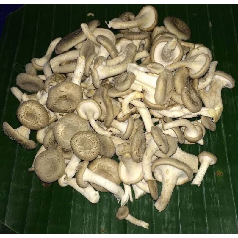 เชื้อเห็ดขอน ชนิดข้าวฟ่าง พร้อมใช้