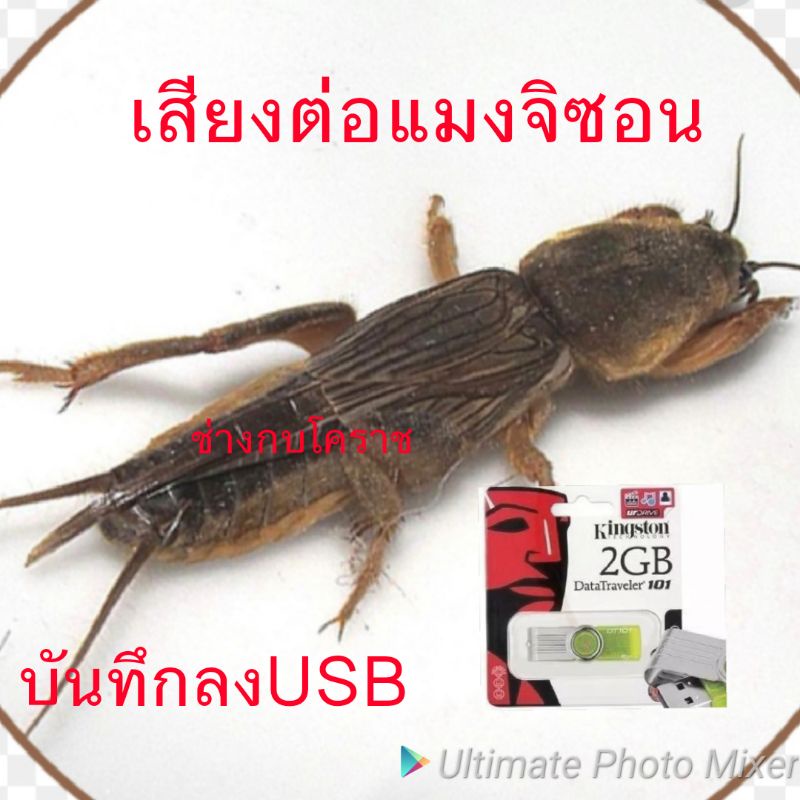 เสียงล่อแมงจิซอน(แมงซอน)สินค้าพร้อมส่งทุกวัน
