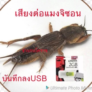 เสียงล่อแมงจิซอน(แมงซอน)สินค้าพร้อมส่งทุกวัน