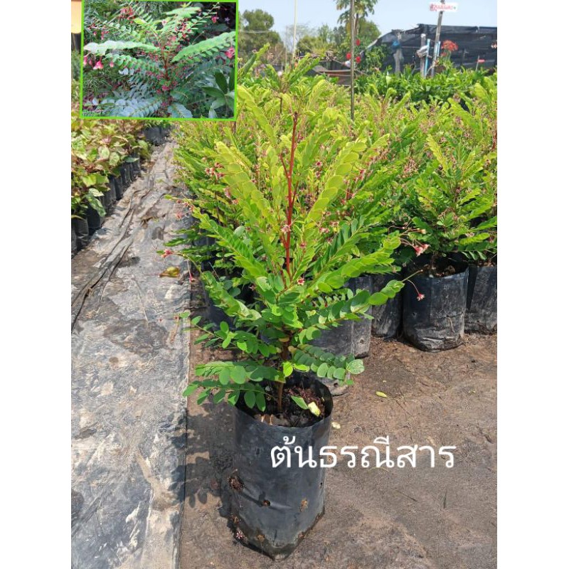 💥 ต้นธรณีสาร (ว่านธรณีสาร) สูง.30-40ซม.💥