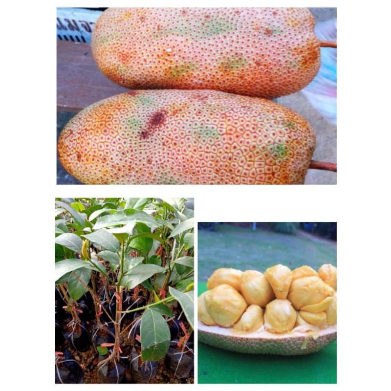 ต้นจำปาดะทองตาปาน ติดผลดก เนื้อหนารสหวานหอมอร่อย สูง70-80ซ.ม แบบทาบกิ่ง
