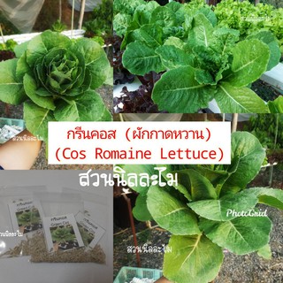 เมล็ดพันธุ์ผักสลัดกรีนคอส (ชนิดไม่เคลือบ) 1 ซอง 100-150เมล็ด[มีบริการเก็บเงินปลายทาง Kerry]