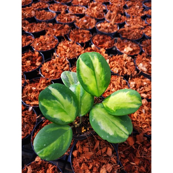 Hoya​ obovata​ variegated​