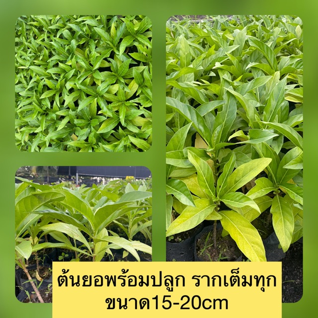 ต้นยอพร้อมปลูก รากเต็มทุก ขนาด15-20cm