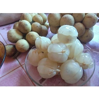 ต้นลองกองตันหยงมัสแท้ จากซีโป เสียบยอด นราธิวาสเมืองแห่งลองกองหอมหวาน