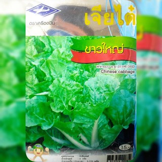 กาดขาวใหญ่ (Chinese Cabbage) เจียใต๋