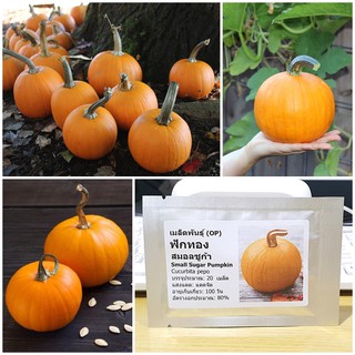 เมล็ดพันธุ์ ฟักทอง สมอลชูก้า (Small Sugar Pumpkin Seed) บรรจุ 20 เมล็ด คุณภาพดี ราคาถูก ของแท้ 100%