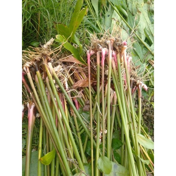 ข่าตาแดง​ ขายหน่อพันธุ์ชุด2กิโลกรัม100บาท(สำหรับ​ปลูก)​ - รูปที่ 5