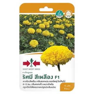 [พร้อมส่ง] HomeDoDee เมล็ดพันธุ์ดาวเรือง F1 รัศมี สีเหลือง เมล็ด เมล็ดพันธุ์ เมล็ดพันธุ์พืช